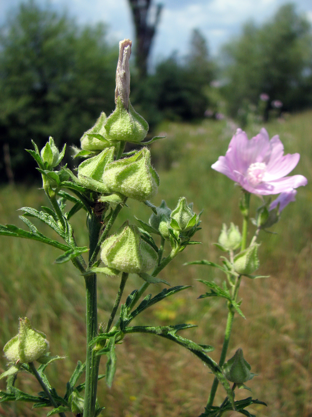 Image of Malva excisa specimen.