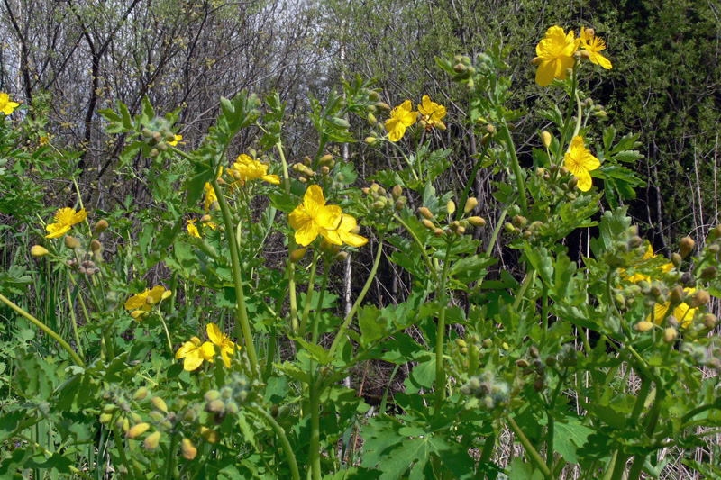 Изображение особи Chelidonium majus.