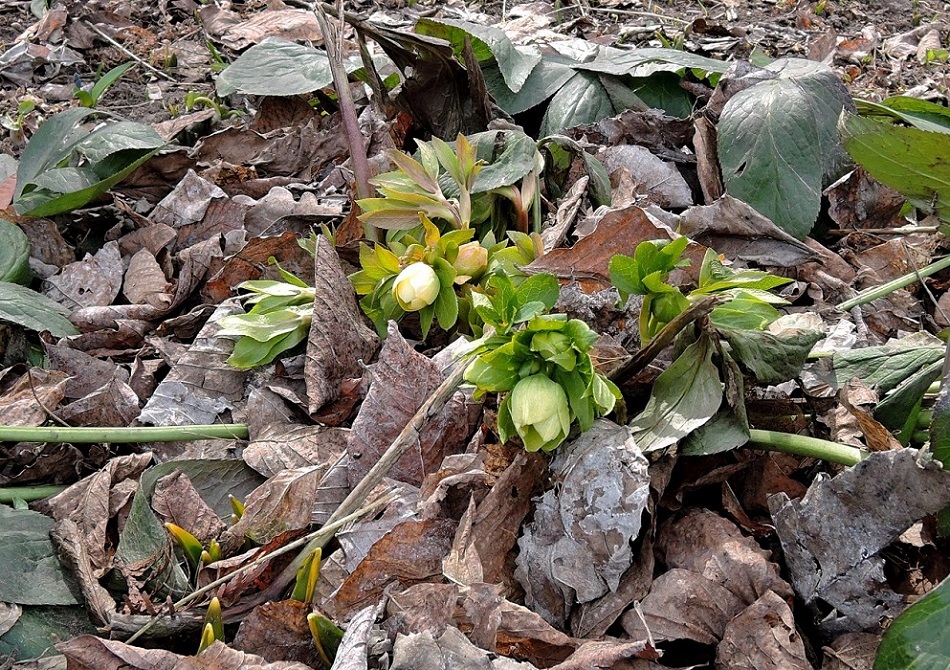 Image of Helleborus orientalis specimen.