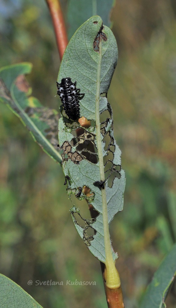 Image of Salix kochiana specimen.