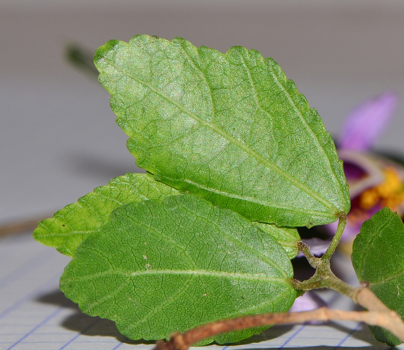 Изображение особи Grewia occidentalis.