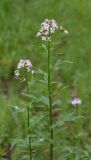 Cardamine macrophylla. Верхушка цветущего растения. Республика Алтай, Шебалинский р-н, окр. с. Камлак, правый борт долины р. Сема, низкая пойма, сосновый лес. 10.06.2016.