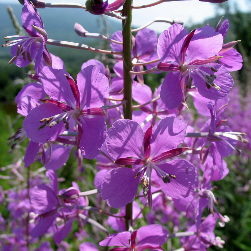 Image of Chamaenerion angustifolium specimen.