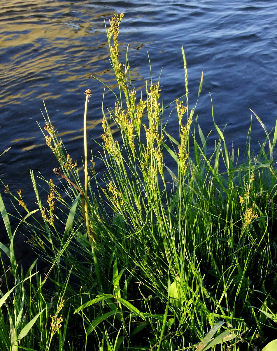 Image of Juncus gracillimus specimen.