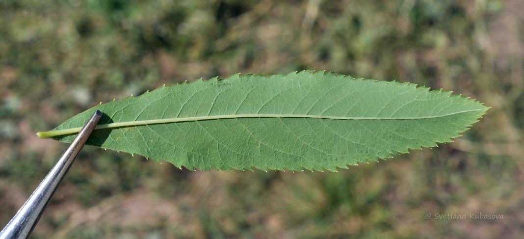 Image of Spiraea alba specimen.
