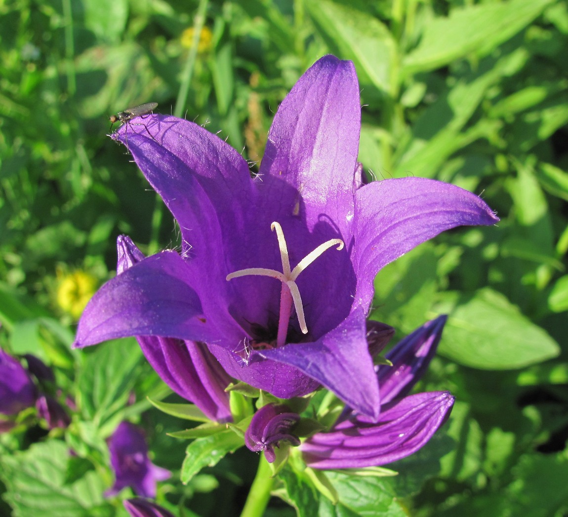 Изображение особи Campanula latifolia.