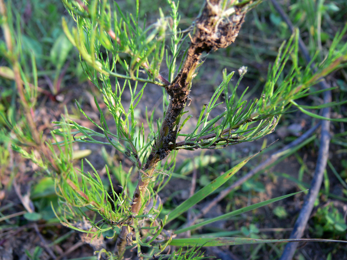 Image of Artemisia scoparia specimen.