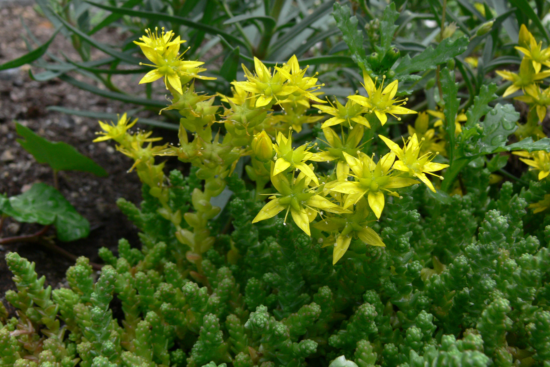 Image of Sedum acre specimen.