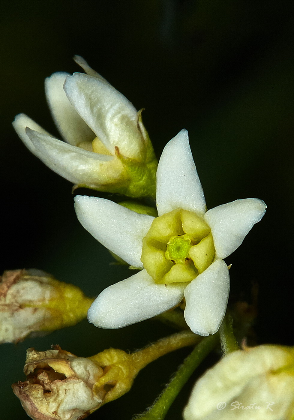 Image of Vincetoxicum hirundinaria specimen.