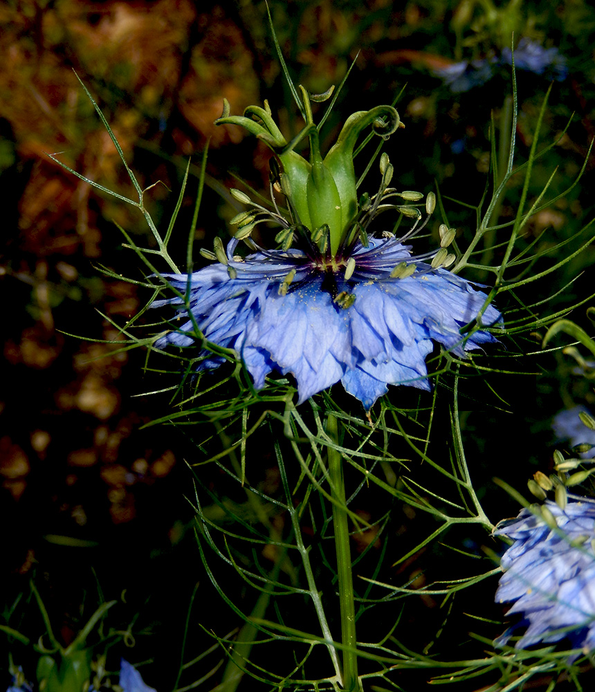 Image of Nigella damascena specimen.