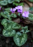 Cyclamen coum