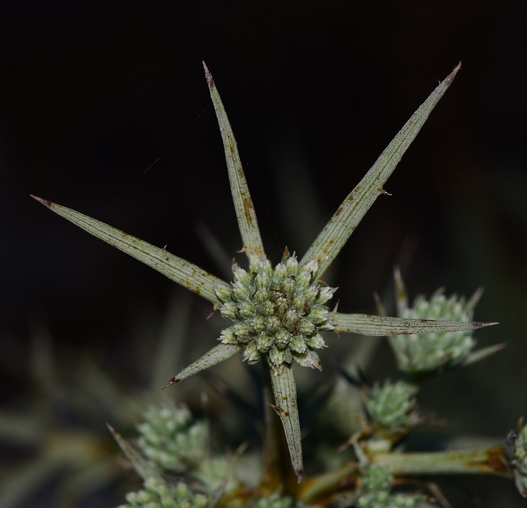 Изображение особи Eryngium glomeratum.