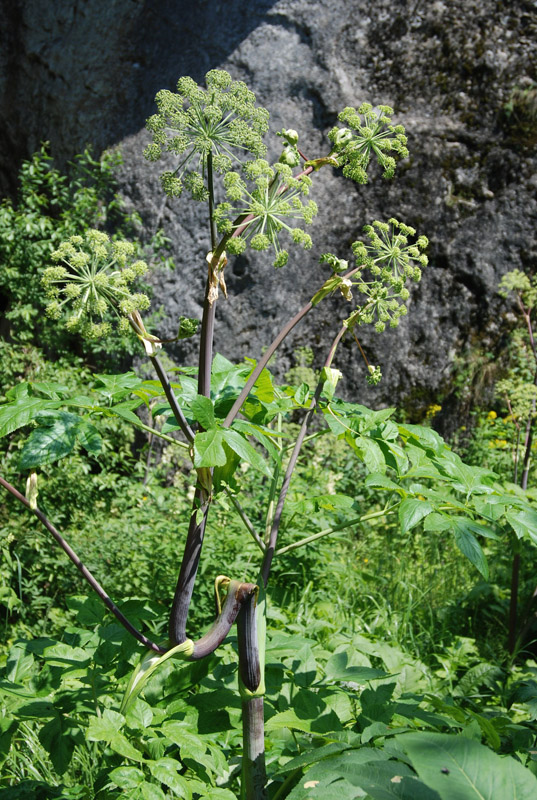 Image of Archangelica decurrens specimen.