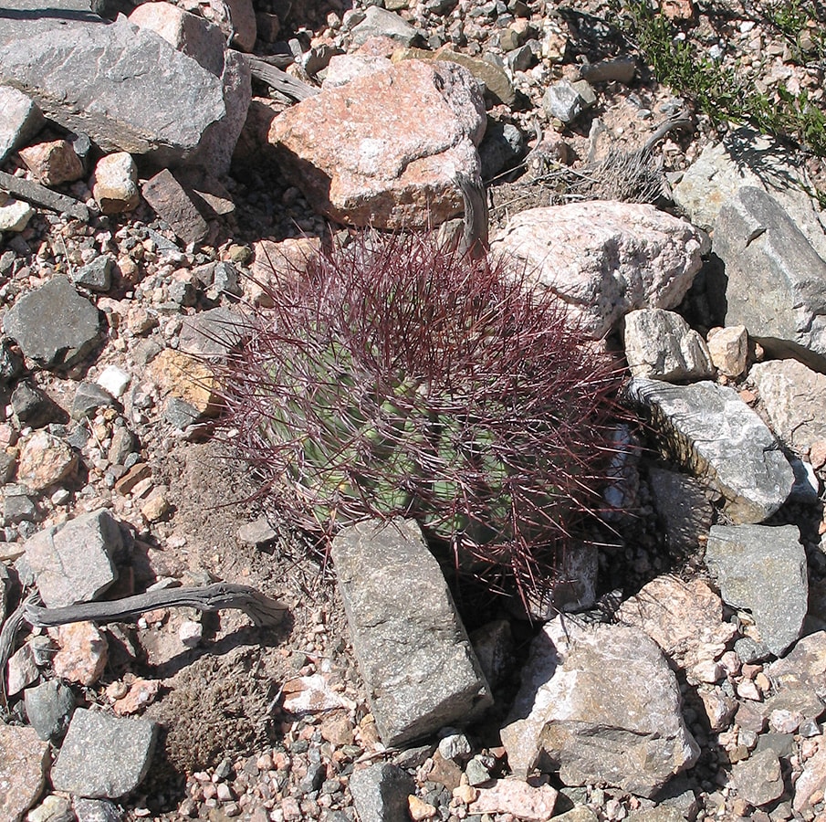 Image of Denmoza rhodacantha specimen.