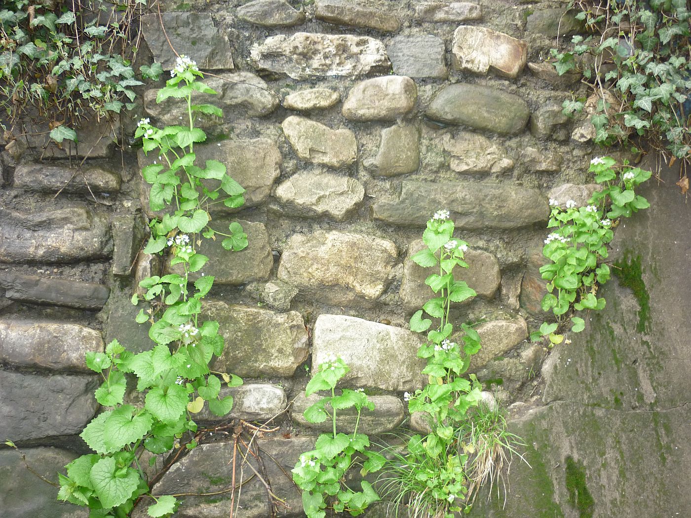 Image of Alliaria petiolata specimen.