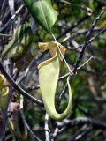 Nepenthes stenophylla. Ловчий кувшинчик (длина около 15 см). Малайзия, о-в Калимантан, национальный парк Бако, песчаниковое плато, ≈ 100 м н.у.м., редкостойный пустошный лес \"паданг\". 09.05.2017.