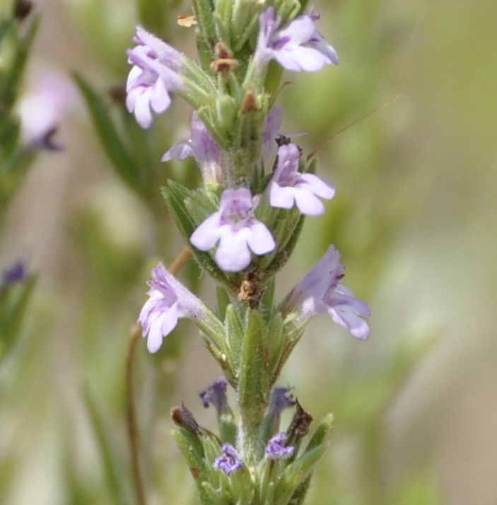 Изображение особи Micromeria juliana.