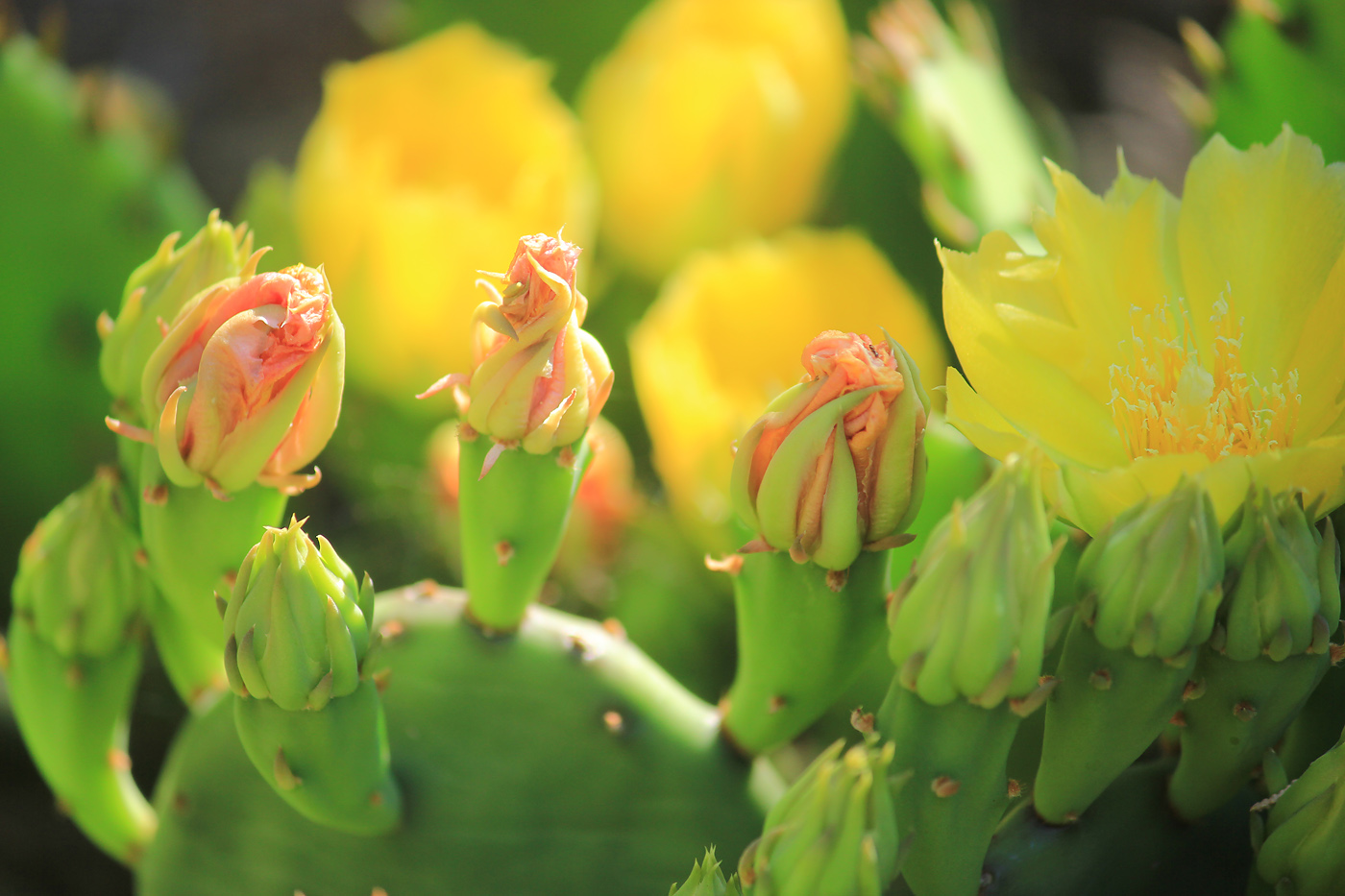 Изображение особи Opuntia humifusa.