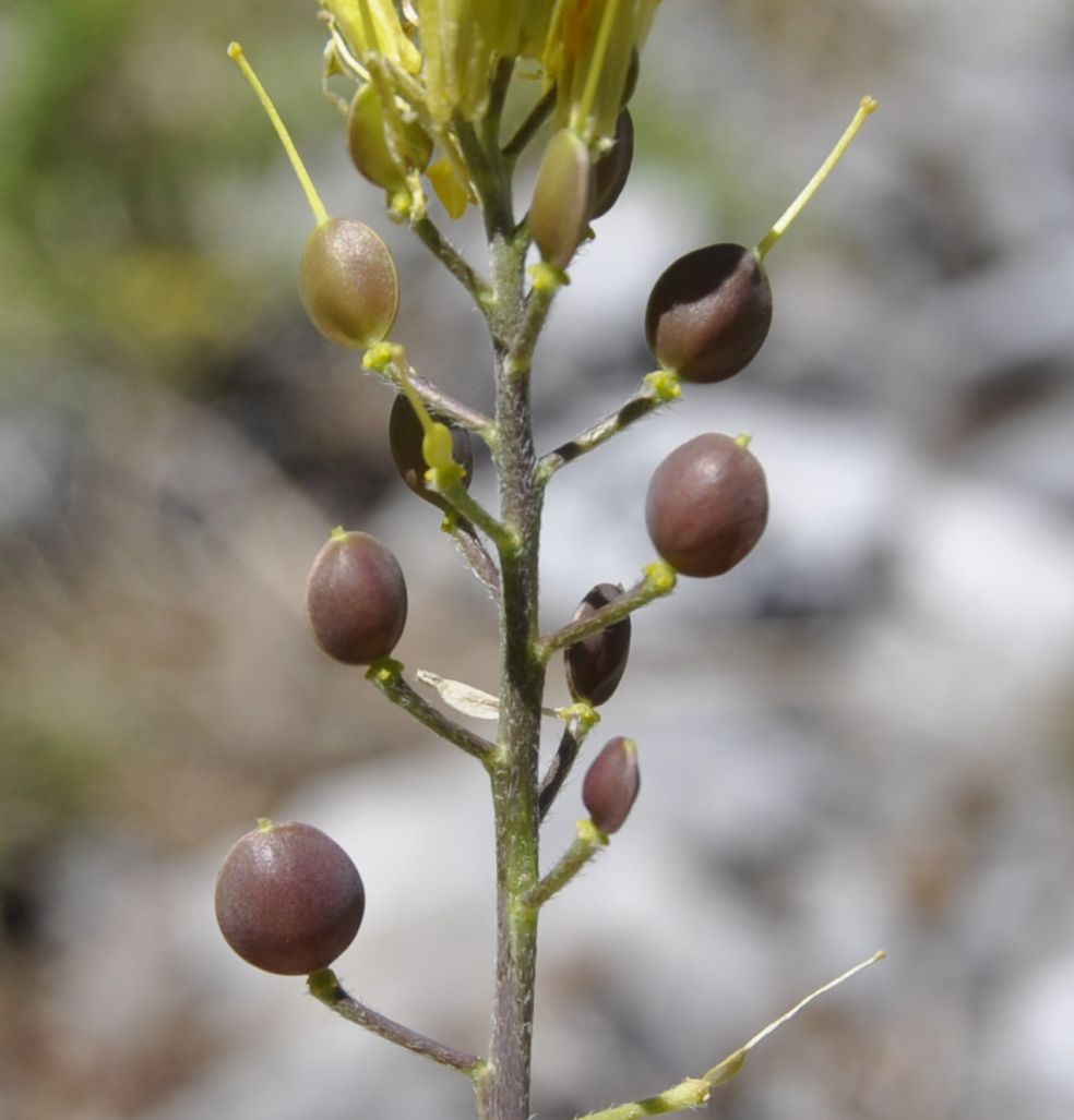 Image of Alyssoides utriculata specimen.