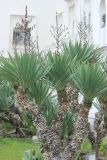 Yucca gloriosa. Вегетирующее растения с остатками высохших цветоносов. Абхазия, г. Сухум, в культуре. 6 марта 2016 г.