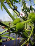 Sagittaria sagittifolia