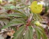 Anemone ranunculoides