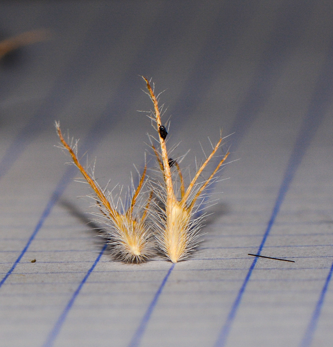 Image of Trifolium purpureum specimen.