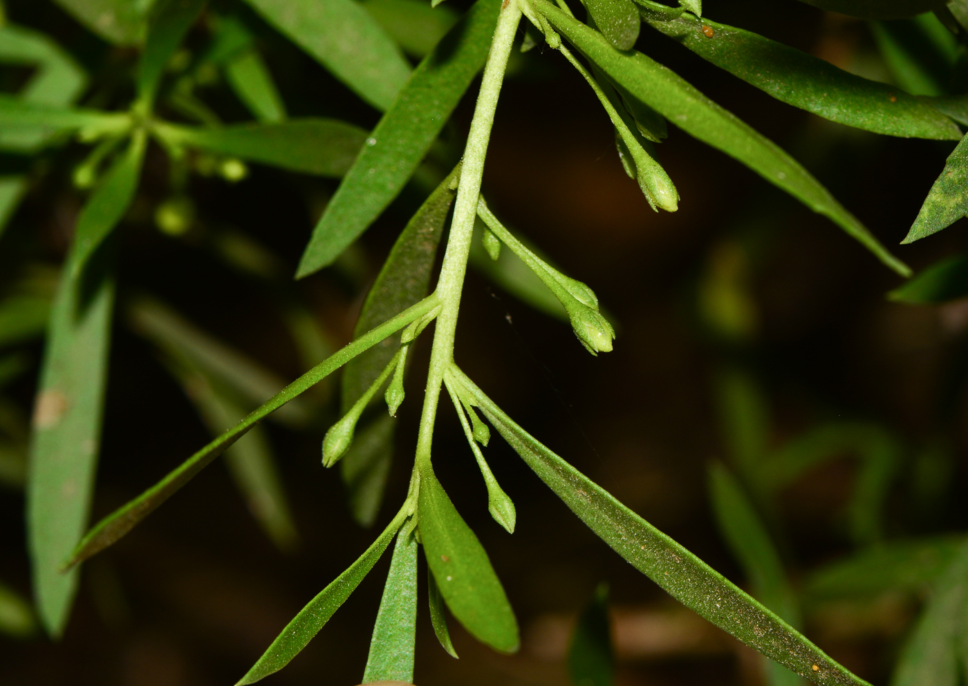 Image of Myoporum parvifolium specimen.