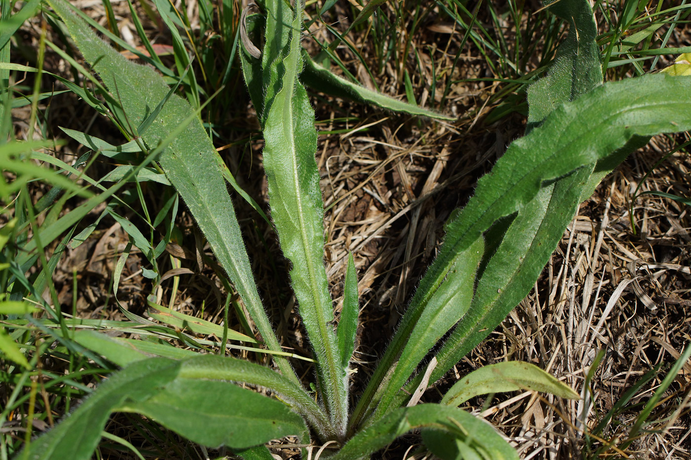 Image of Anchusa officinalis specimen.