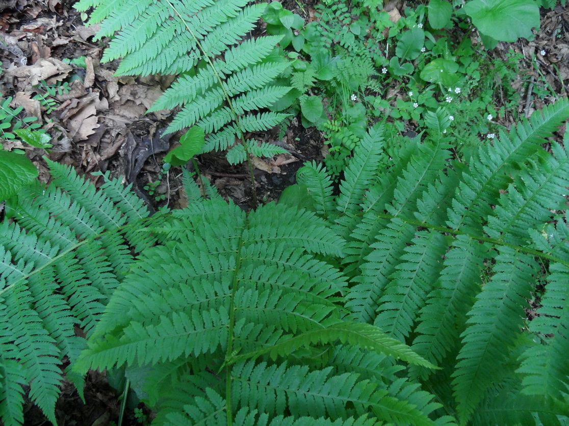 Image of Dryopteris filix-mas specimen.