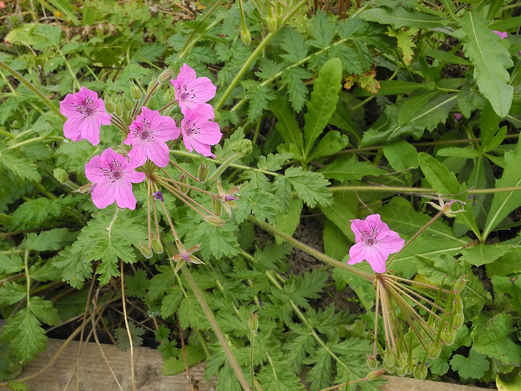 Изображение особи Erodium manescavi.