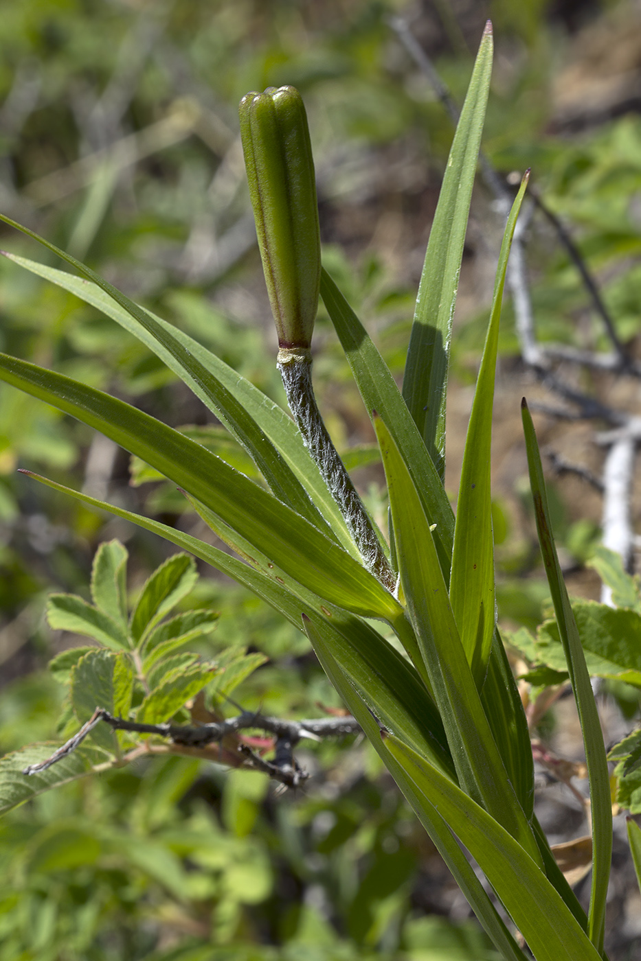 Image of Lilium pensylvanicum specimen.