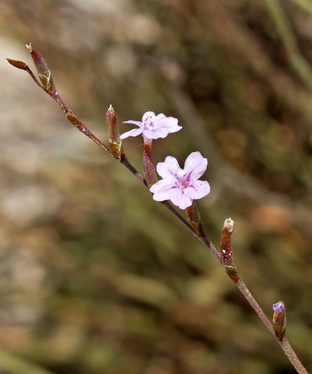 Изображение особи Limonium virgatum.