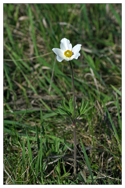 Изображение особи Anemone sylvestris.