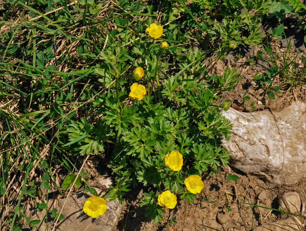 Image of Ranunculus caucasicus specimen.