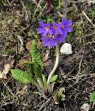 Primula amoena