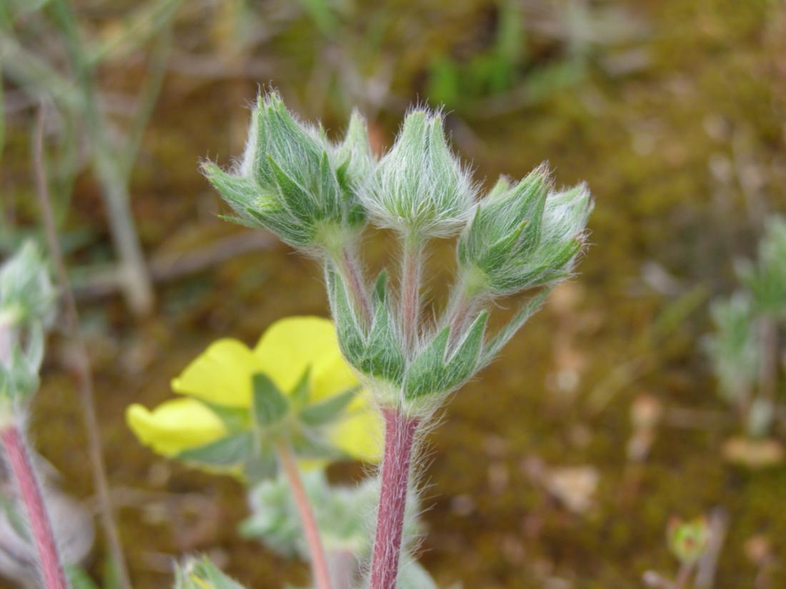 Image of Potentilla taurica specimen.