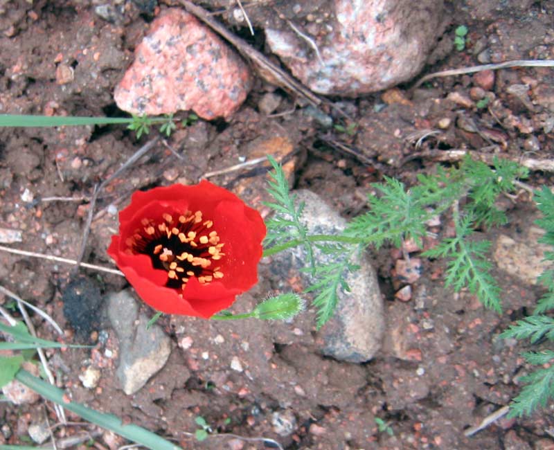 Image of Roemeria refracta specimen.