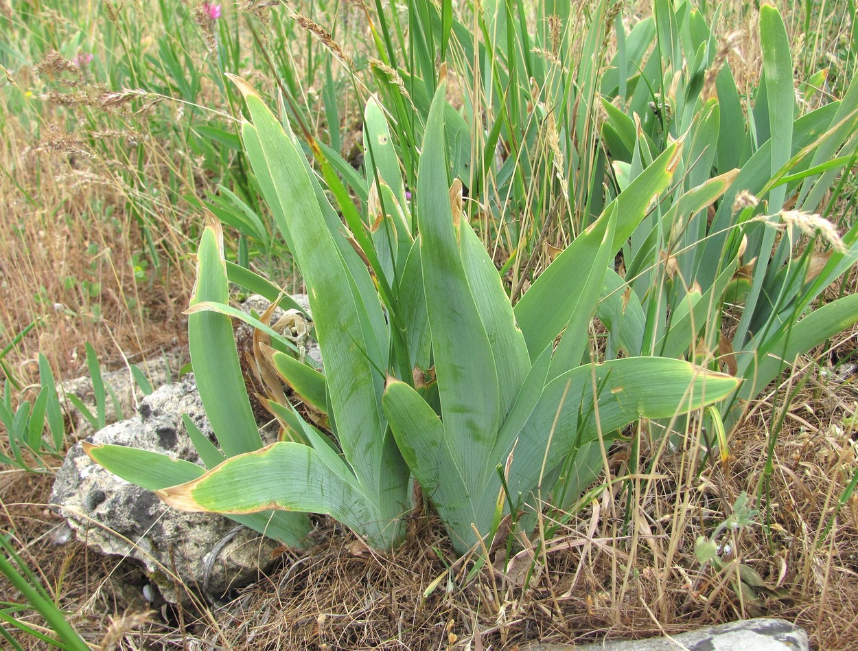 Image of Iris pumila specimen.