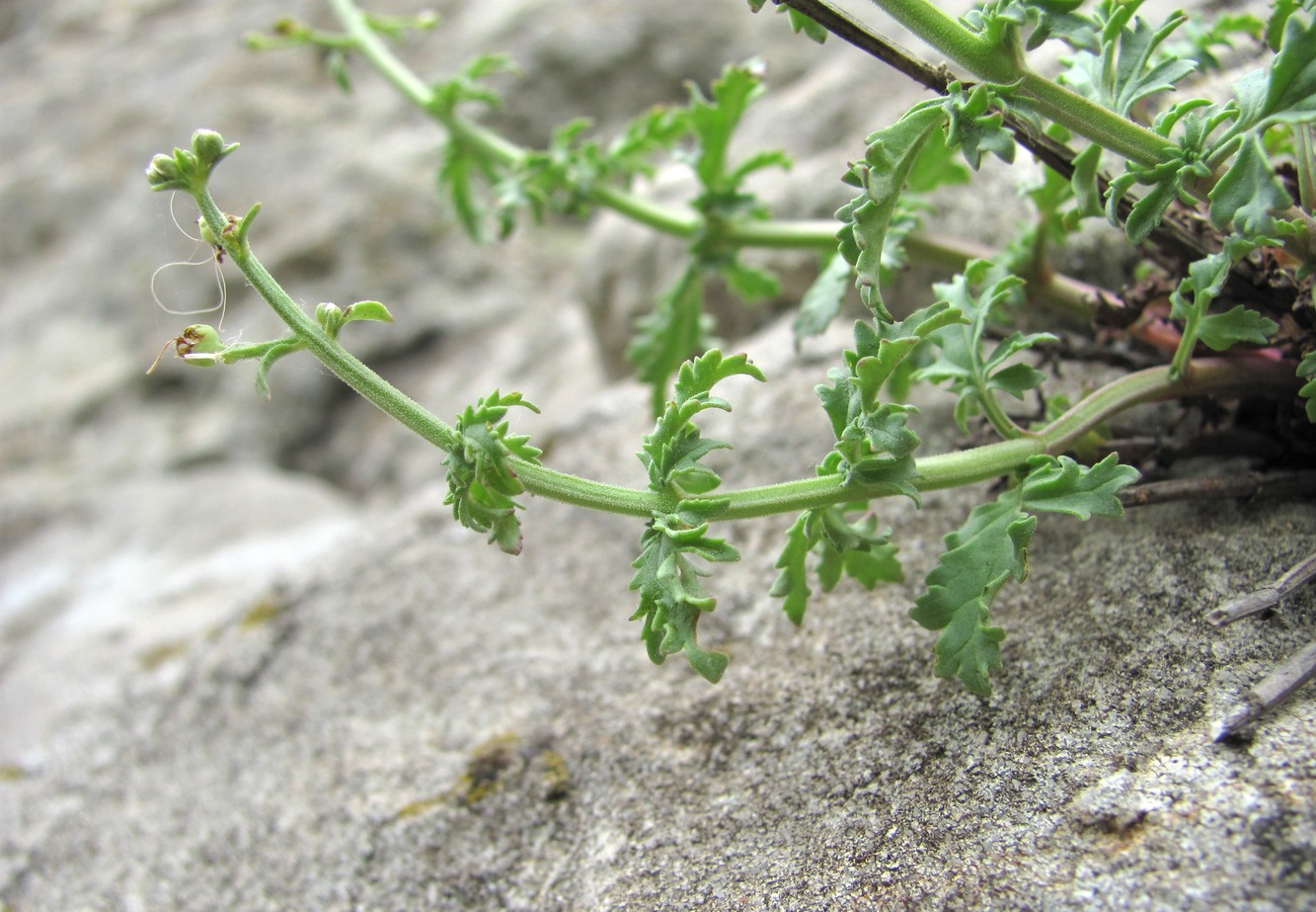 Image of Scrophularia variegata specimen.