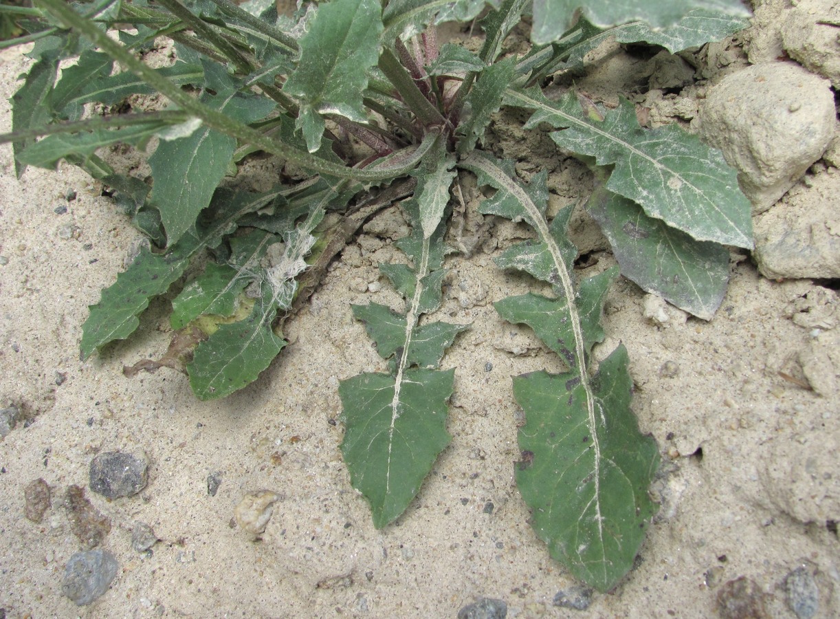 Изображение особи Crepis sonchifolia.