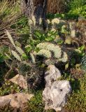 Opuntia phaeacantha variety camanchica form rubra. Вегетирующее растение. Украина, г. Запорожье, Запорожский детский ботанический сад, каменистая горка. 02.05.2016.