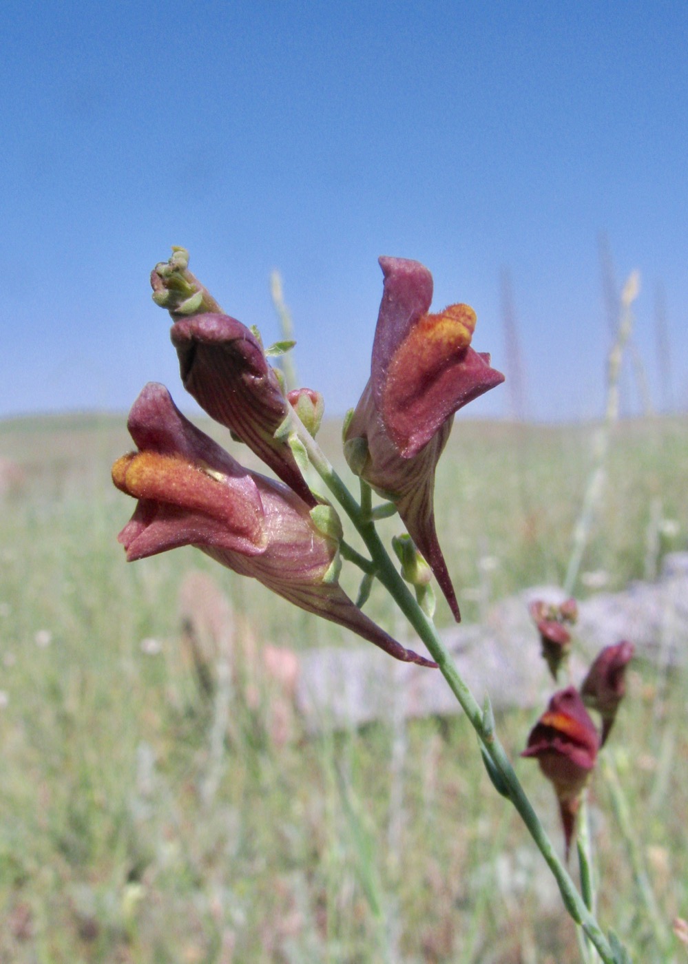 Изображение особи Linaria popovii.