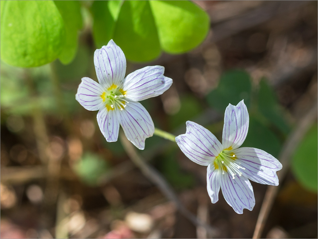 Изображение особи Oxalis acetosella.