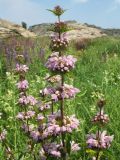 Phlomoides tuberosa. Верхушка цветущего растения. Казахстан, Южный Алтай, зап. подножья Нарымского хр., луг в балке среди массива матрацевидных гранитов. 2 июля 2012 г.