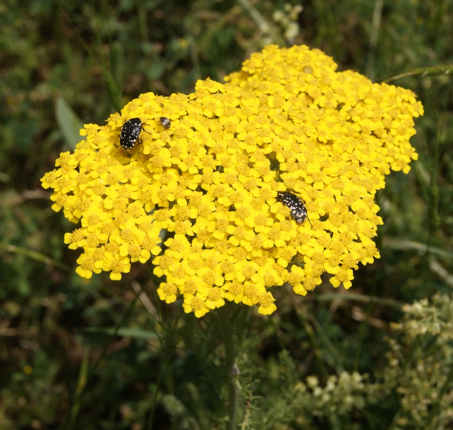 Image of Achillea arabica specimen.