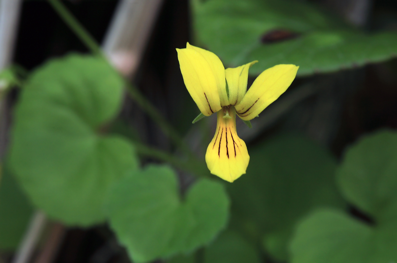 Image of Viola biflora specimen.