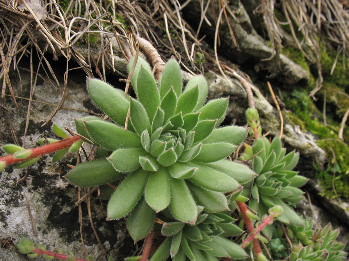 Image of Sempervivum ruthenicum specimen.