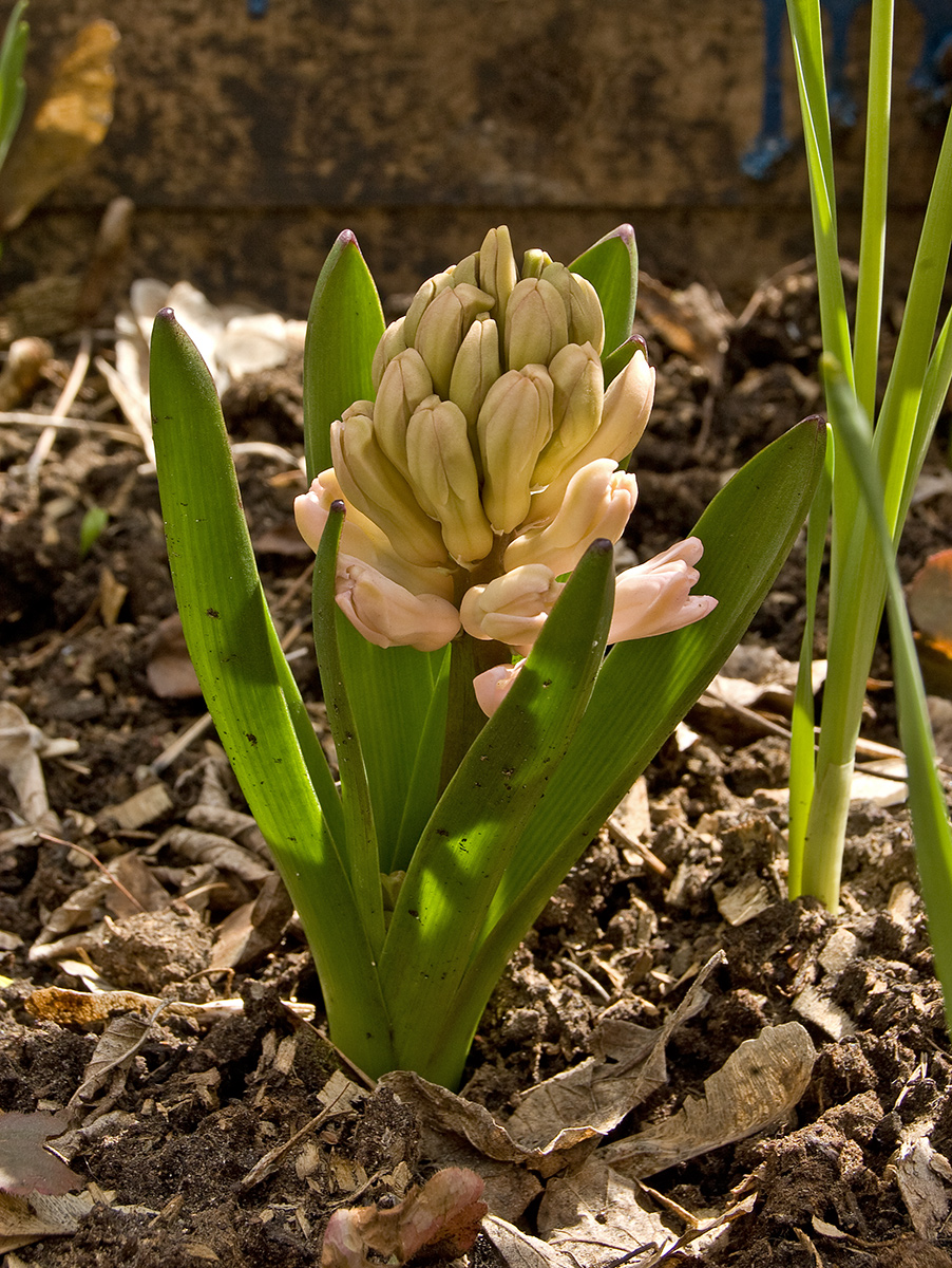 Image of Hyacinthus orientalis specimen.