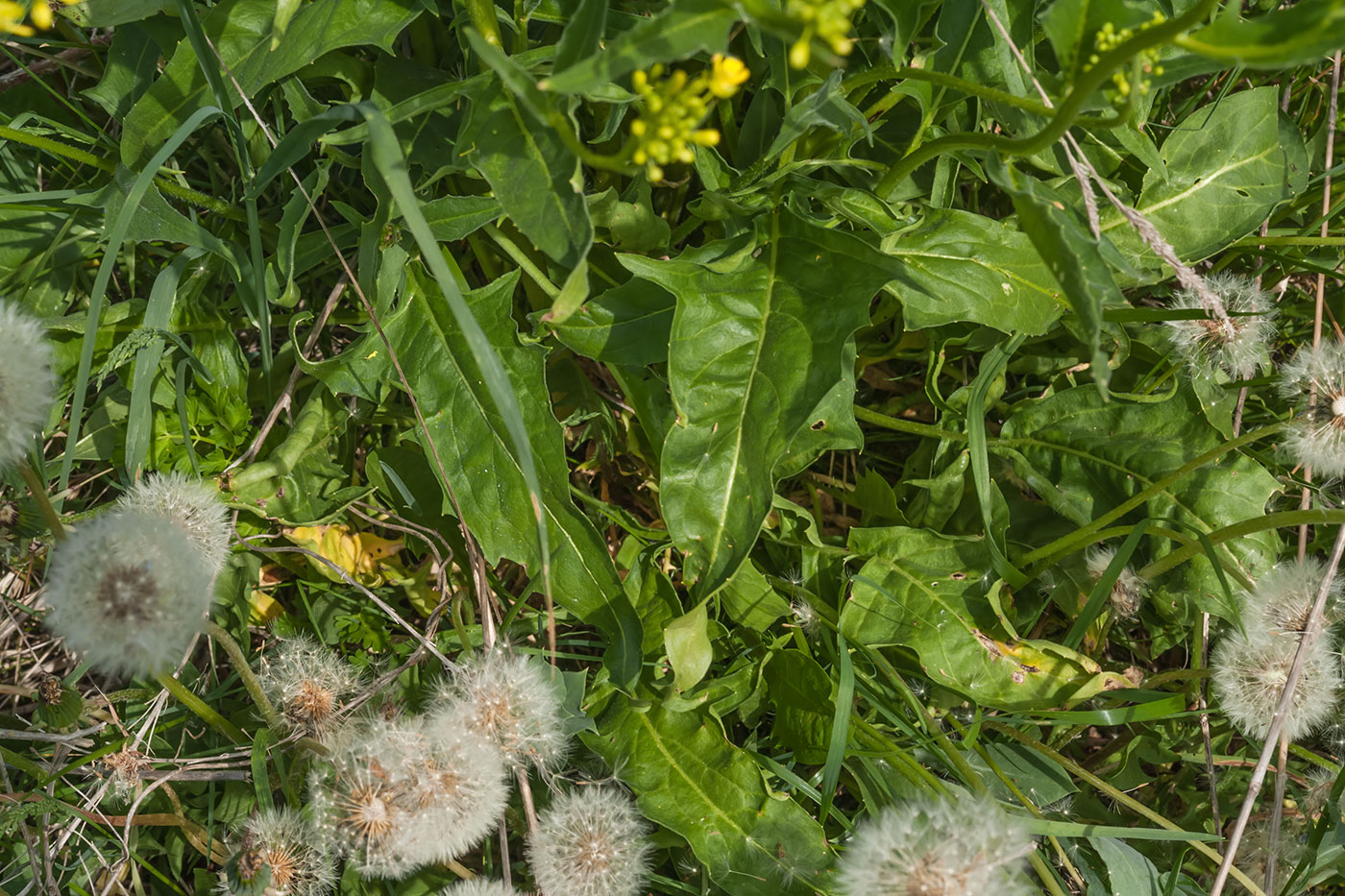 Image of Bunias orientalis specimen.